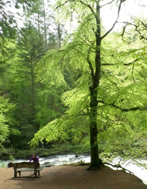 The forests of Perthshire